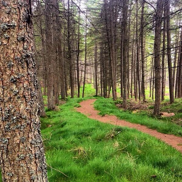 CraigatinHouse's tweet photo. Woodland trails in #craigower woods #Pitlochry http://t.co/jzP0syknsp