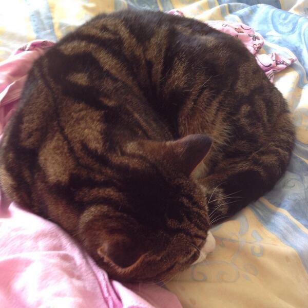 tigpuss's tweet photo. She's done it to me again taken a photo of me asleep, but I'm curled up on her pyjamas. http://t.co/zmJmCuNYar
