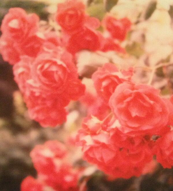 chichic's tweet photo. a part of polaroid I took the other day.

ぼんやりピンボケたけどやっぱり良いな(自分が好きな映り)だなとおもう。#believeinfilm http://t.co/uN3xg4hO1u