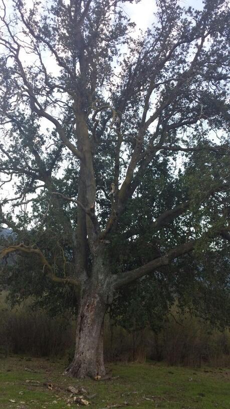 ElPatron___'s tweet photo. Alguien me dice que especie de Arboles Nativos son?. @DonDateador http://t.co/eDybia7eeo
