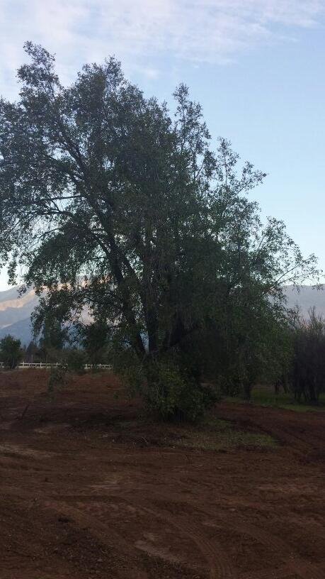 ElPatron___'s tweet photo. Alguien me dice que especie de Arboles Nativos son?. @DonDateador http://t.co/eDybia7eeo