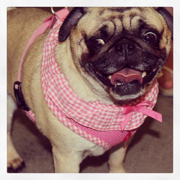 SniffSeattle's tweet image. Awww. Check our this cutie beauty! Another sweetie we met last weekend at @seattlepugs' Pug Gala. #pugsofseattle