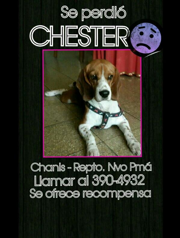 monim21's tweet photo. @fundasis @angelesanimales @AnunciaPTY  Se perdio en chanis! RT http://t.co/XzQUFgaI9r