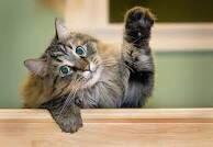 raiseyourhandWN's tweet photo. Kucing aja bisa angkat tangan, teman-teman jangan mau kalah buat angkat tangan dan bertanya ya :D http://t.co/OwDJSAR8VI