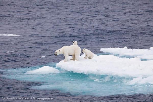 GreenpeaceArg's tweet photo. Lo que pasa en el Ártico no queda en el Ártico. El Ártico es de todos, no de las petroleras. #SoyDeLaResistencia http://t.co/ojnZxuLZPg