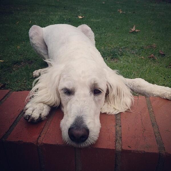 Our white dog! White Dog espresso coming soon... #winterblend #seasonalcoffee #bcroasters #melbournecoffee #loved...