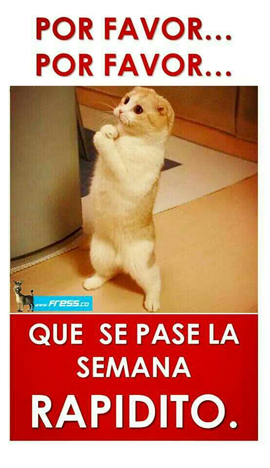 KFelipe_MoreMio's tweet image. Esta imagen es perfecta para ti, según lo que me dijiste hoy!!!  #pikos @Chaves_conS
