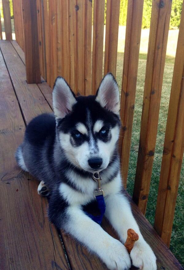 EMERGENCYPUPSS tweet picture