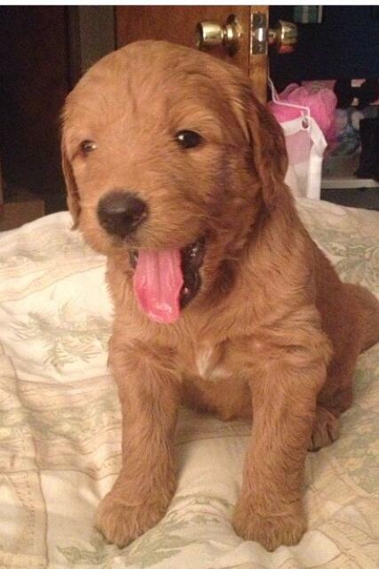 GoldenMiadoodle's tweet photo. In my prime http://t.co/OAgTL1bFtT