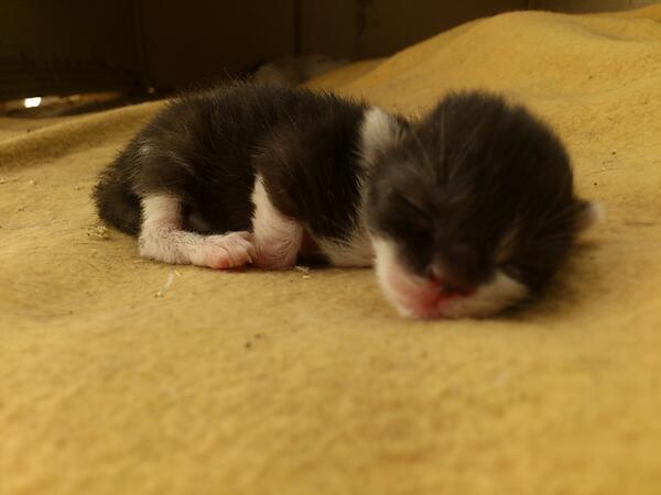 catinside's tweet photo. 生後2日目の猫はウナギのようだ。 http://t.co/vEyB80VtQB