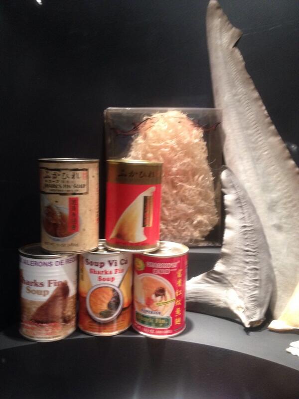 Bite_Backmanc's tweet photo. Great to see the @MontereyAq shark finning display today. http://t.co/KnCiQB077Z