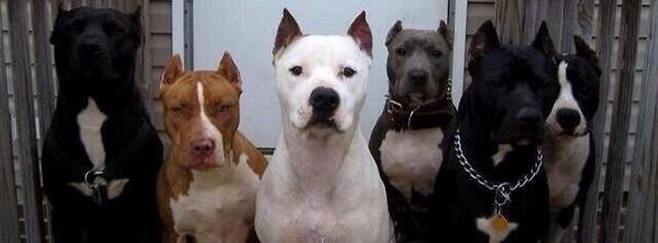 chrisrealntrue's tweet photo. 😂 retweet if you got a diverse squad http://t.co/aF77NBhdDM