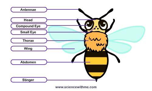 Elva O'Sullivan on Twitter: "Another anatomy of a bee chart from #