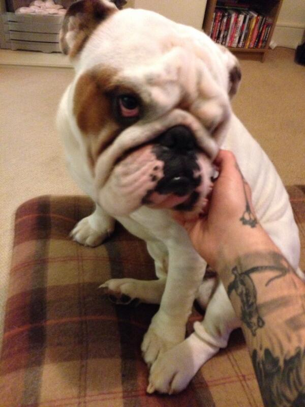 HeresTommy's tweet photo. @BtinterKath @hollywills @BDRCentral looks a bit like my Dudley http://t.co/XA0cXrghp9