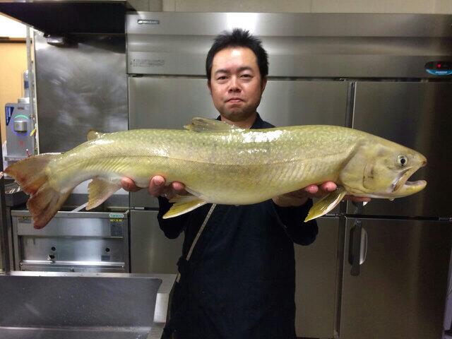 Ora Minnow V Twitter 本日 奥只見銀山湖で68 5cmの大岩魚が釣れたそうです Http T Co Asuthrjaqe