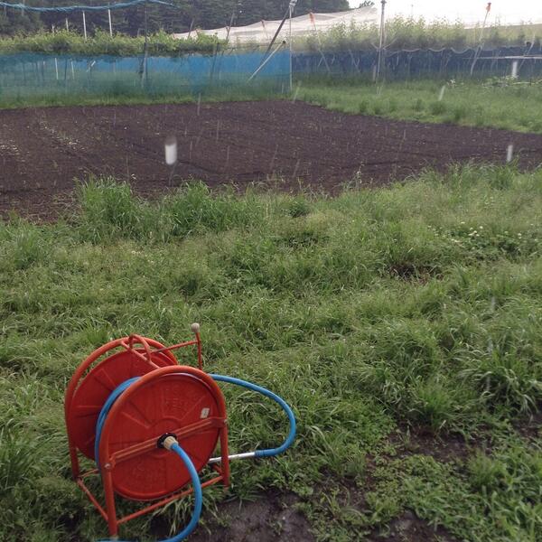 winesaitama's tweet photo. 見沼グリーンセンターにて、
どしゃ降りでビニールハウスから出られません^^; http://t.co/h5DQOsnrEC