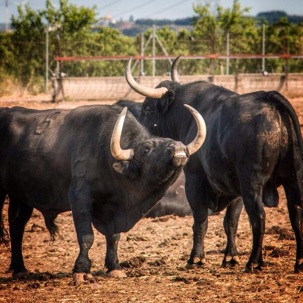 toropasion's tweet photo. El bramido del #toro #bravo en Finca #toropasión. #ganadería #tauromaquia #naturaleza #turismo… Síguenos. http://t.co/5OZqGbvhfy