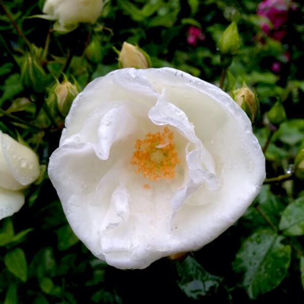 Cy Rena On Twitter Good Morning White Rose In Rain White