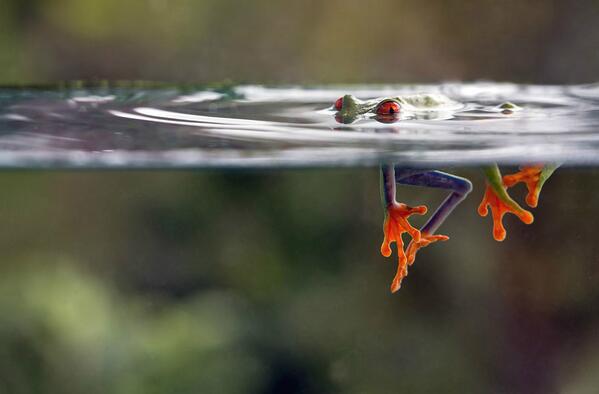 qikipedia's tweet photo. Beautiful. A red-eyed tree frog in Costa Rica. Photograph by Nicolas Reusens. (via@smithsonian) http://t.co/GWm70IBqup