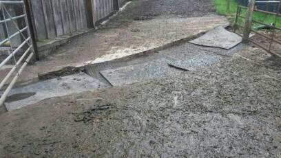 bobd538's tweet image. Hour nd a half to get the 163 milkers over this absolute fickin pantomime #stupidplace #stupidjob #stupidmanagement