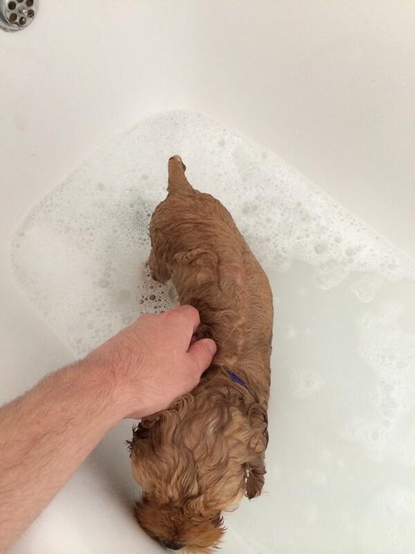Jdc1192's tweet image. Just found a drowned rat in the bath! #firstbath 😂🐶🐶