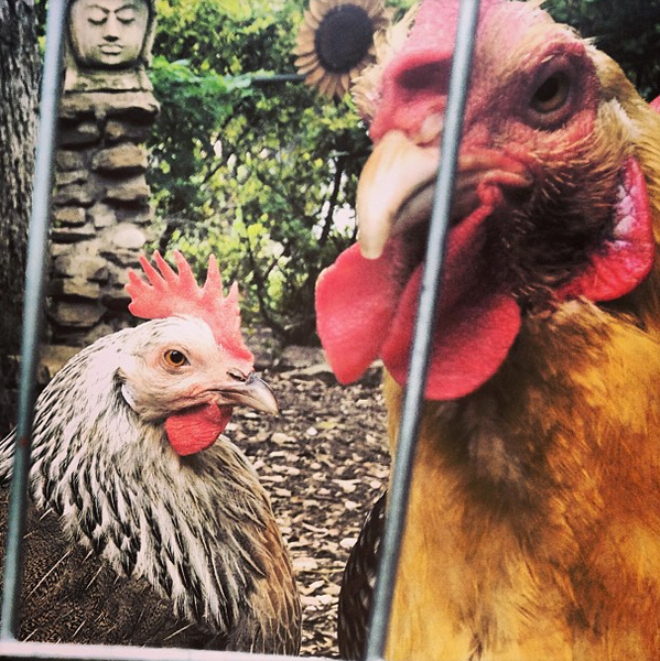You probably can't tell from their stern expressions, but these are some happy hens!