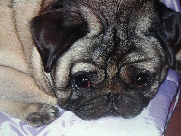 writingace68's tweet image. #orangeroom  My beloved pug, Jack. RIP.