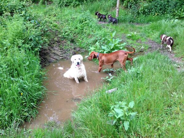 waggandwalk's tweet image. Deja vu? #samedog #differentday