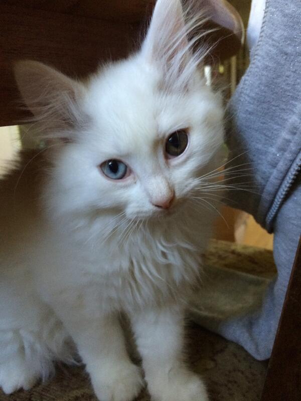 Suzniz's tweet image. No you not color-blind :). #differentcolor #kitten