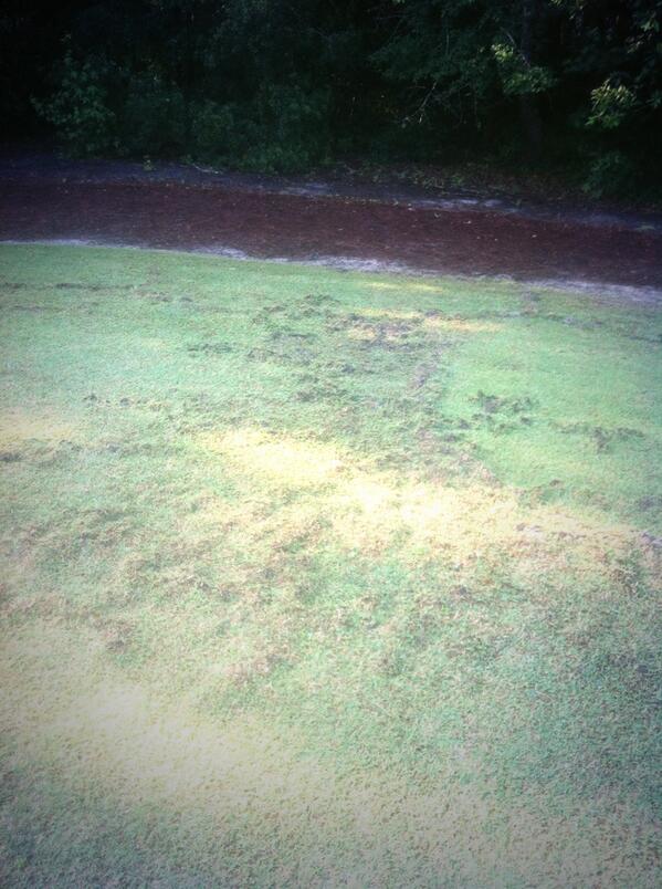 Jimboslice2369's tweet photo. slight mole damage on the aproach....... @Turfgrassprobs @SuperProblems http://t.co/ZMqdP4OeD4