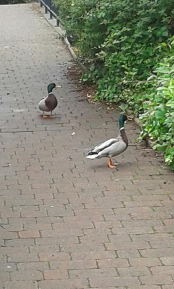 traceyjfranks's tweet image. Ducks in Malvern about to do a spot of shopping in Waitrose! #2ducks