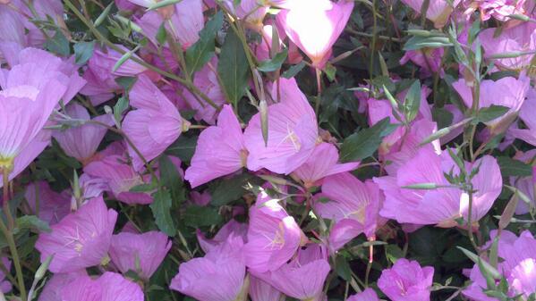 ghida1985 tweet picture