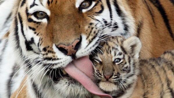Baby tiger with dad