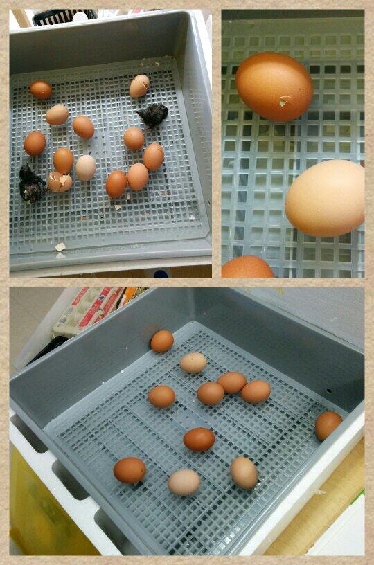 Our baby chicks have begun to hatch today!
