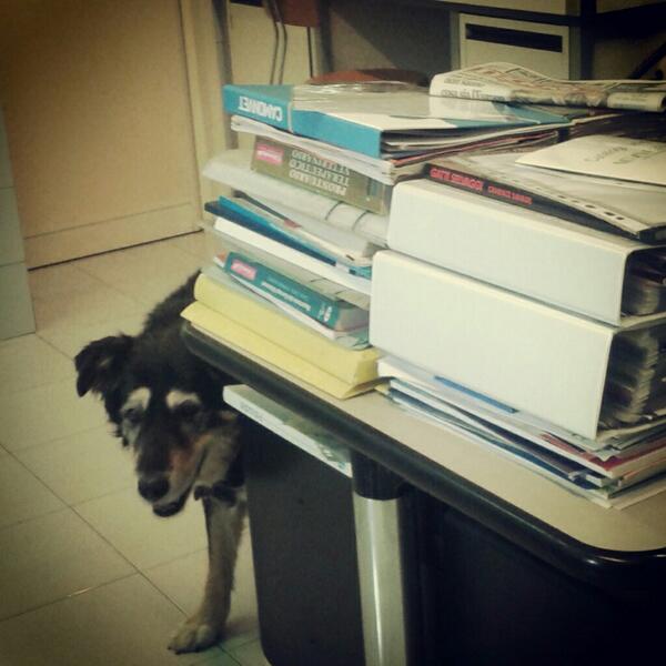 Federica Barbera tweet media