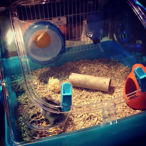 Really_Harrick's tweet photo. Puff's new mansion!!! http://t.co/3lUNzKtkor
