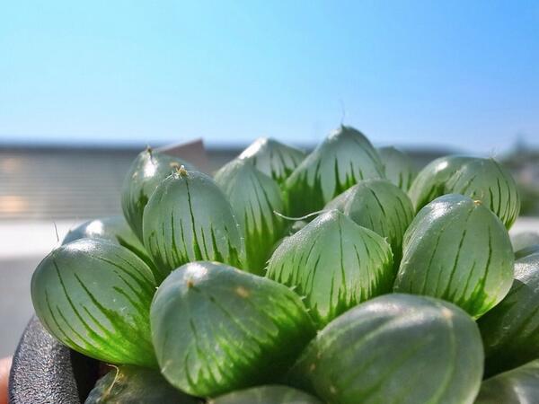 ゆず Pa Twitter こんなに快晴なのに あと1時間で 雷雨 だそーです 汗 浴びろ浴びろーー 多肉植物 ハオルチア マスカット 日光浴 Http T Co Y9nlfvuimw