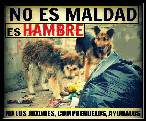 Happy Pets Panama tweet media