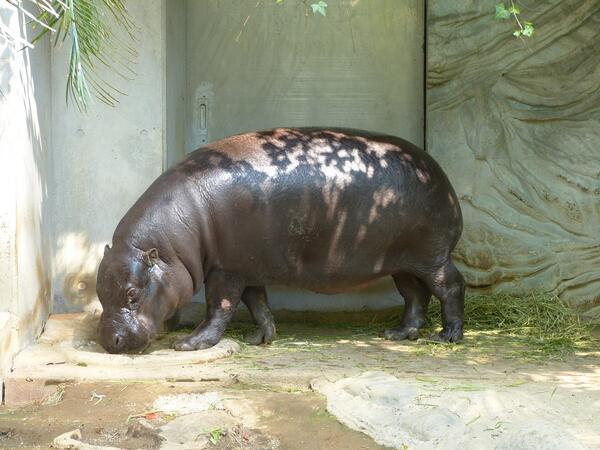 上野動物園 公式 Auf Twitter こっちもね コビトカバ W杯な動物 コートジボワールが生息地の動物たち Http T Co Ueim0ovmfh