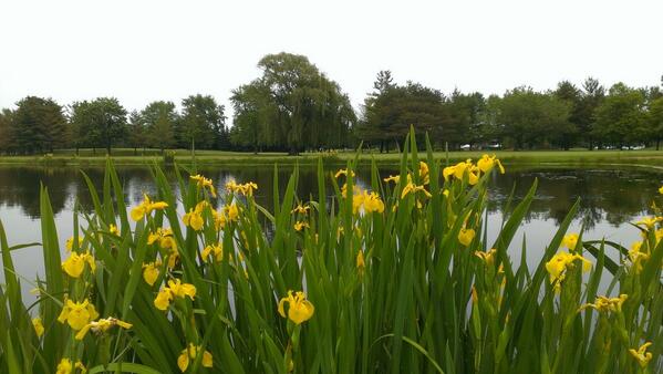 Ravinia Green CC tweet media