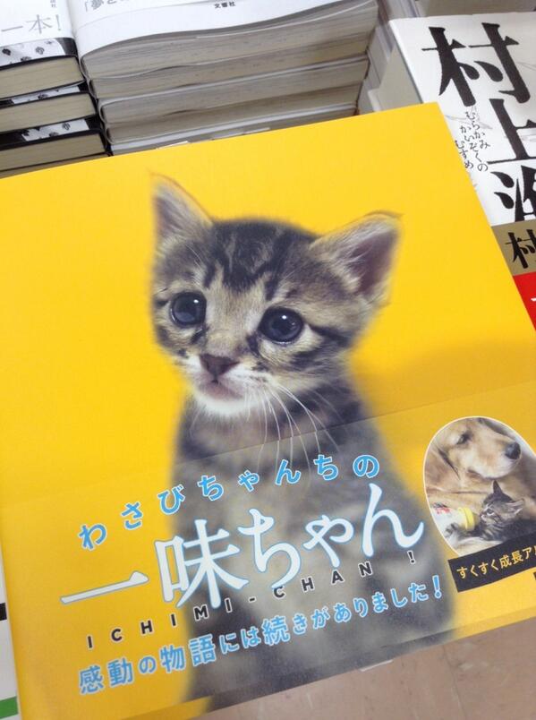 三省堂書店有楽町店 わさびちゃんちの一味ちゃん ゴールデンレトリーバーのぽんずちゃんが おかんに見えるね U ェ U Http T Co W3qxg6goqt Twitter