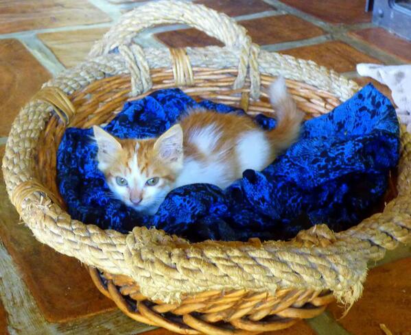 Elimentier's tweet photo. @Mesticitos4 este lindo gatito fue abandonado y busca un hogar que lo adopte con amor http://t.co/skE5k0A2i3