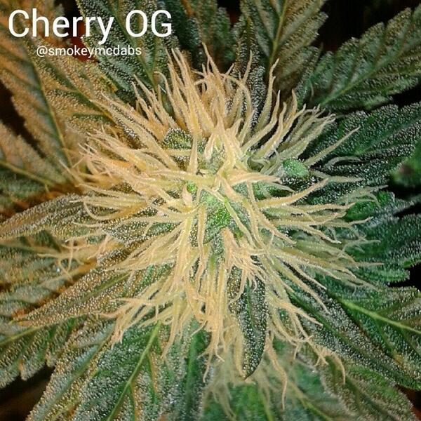 SocialHub tweet media