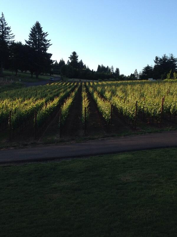 RallisonCellars's tweet photo. Last bit of sun on the estate vineyard - Laree. What a great place to grow Pinot noir. Cheers! http://t.co/0uodykDwuL