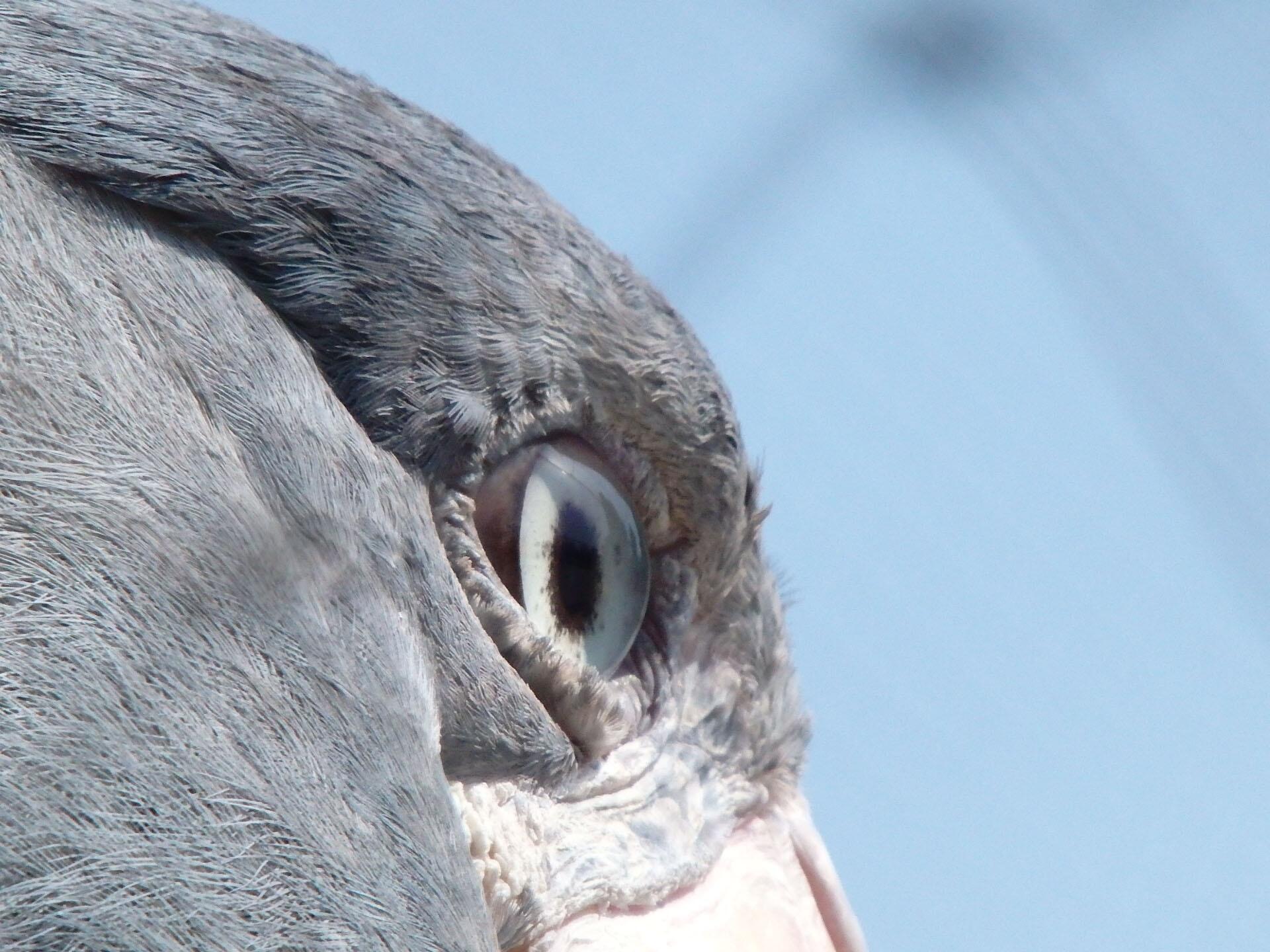 上野動物園 公式 ハシビロコウの目元をどアップで撮影してみました 目力がみなぎっているように感じるのは錯覚でしょうか Http T Co V0da2vcu6m Twitter 上野動物園 公式 ハシビロコウの目元をどアップで撮影してみました 目力がみなぎっているように感じるのは錯覚でしょうか Http T Co V0da2vcu6m Twitter