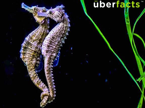 Seahorses mate for life, and when they travel they hold each others’ tails.