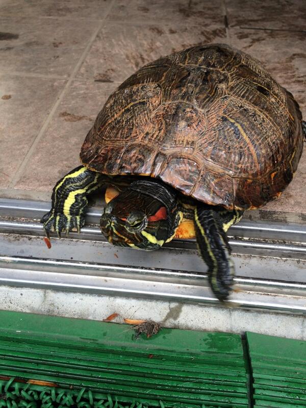K821R803's tweet photo. 実家のカメ。道路を歩いていたらしい。
それを近所の方から頂いたとか... http://t.co/IAtY1nFwZE