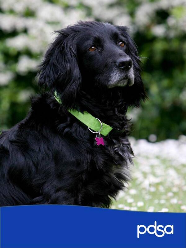 PDSA_HQ's tweet photo. Remember, June is National Microchipping month! #ChipitCheckit #NMM http://t.co/HF1FABWquu