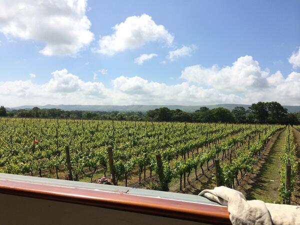 RidgeviewWineUK's tweet image. What a perfect day for our tasting room refurb to start! #goodbyewindows #sunshine #vineyard
