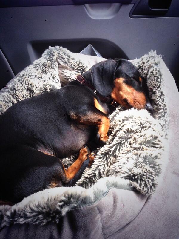 After a hard days work with @MGSBlackheath you can usually find me here! #donotdisturb #sleepingsausagedog